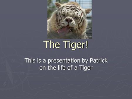 The Tiger! This is a presentation by Patrick on the life of a Tiger.