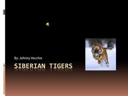 By: Johnny Vecchio Facts  Siberian tigers can run up to 30 miles per hour.  The Siberian tiger can have up to three cubs.  The cubs can only stay.