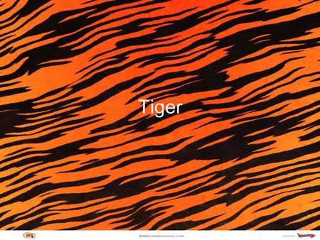 Tiger. Classification Kingdom: Animalia Phylum: Chordata Class: Mammalia Order: Carnivora Family: Felidae Genus: Pantherna Spicies: Tigris Sad Fact: The.