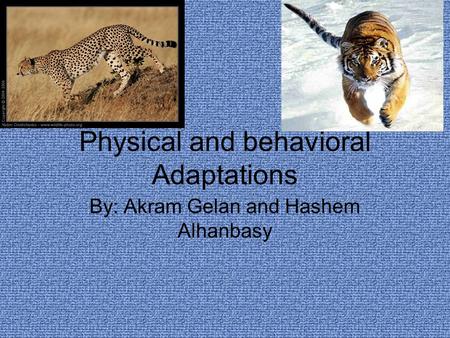 Physical and behavioral Adaptations By: Akram Gelan and Hashem Alhanbasy.