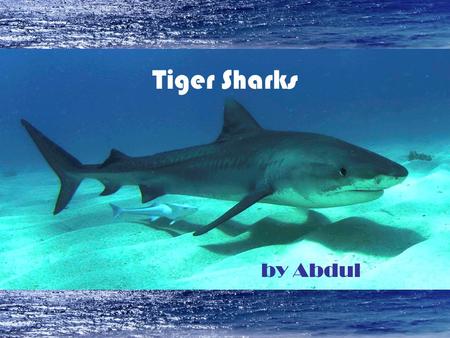 Tiger Sharks by Abdul.