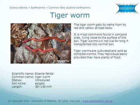 Scientific name: Eisenia fetida Common name:tiger worm Status:introduced Soil niche:epigeic Length:30–130 mm The tiger worm gets its name from its red.