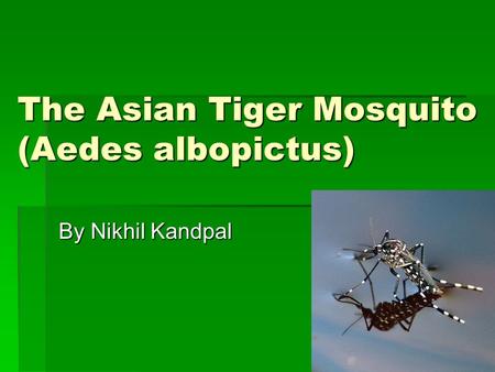 The Asian Tiger Mosquito (Aedes albopictus) By Nikhil Kandpal.