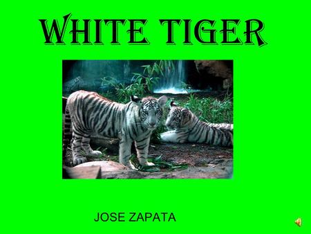 White Tiger JOSE ZAPATA Physical Description The white tiger have blue eyes which means they are not albinos. Their noses are pink. They have creamy.