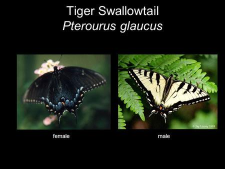 Tiger Swallowtail Pterourus glaucus malefemale. What is up with this Tiger Swallowtail? male female.