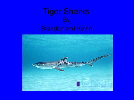 Tiger Sharks By Brandon and Kevin.