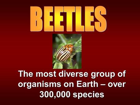 The most diverse group of organisms on Earth – over 300,000 species.