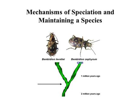 Mechanisms of Speciation and Maintaining a Species.