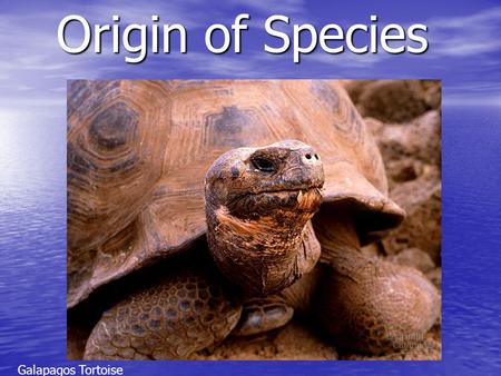 Origin of Species Galapagos Tortoise.