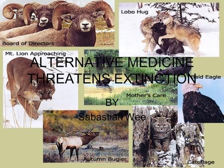 ALTERNATIVE MEDICINE THREATENS EXTINCTION BY Sabastian Wee.