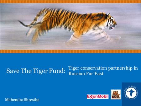 Save The Tiger Fund: Tiger conservation partnership in Russian Far East Mahendra Shrestha.