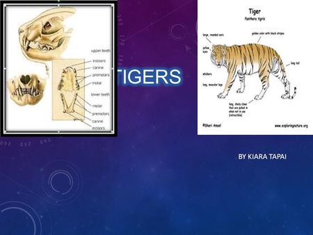 BY KIARA TAPAI. WHERE DO THEY LIVE? There are around 6 types of tigers alive.