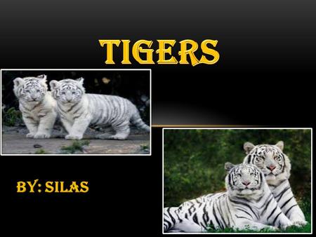 BY: SILAS. AGENDA  tigers groups  Where tigers live  How tigers ARE born & raised  how tigers adapt to environment.