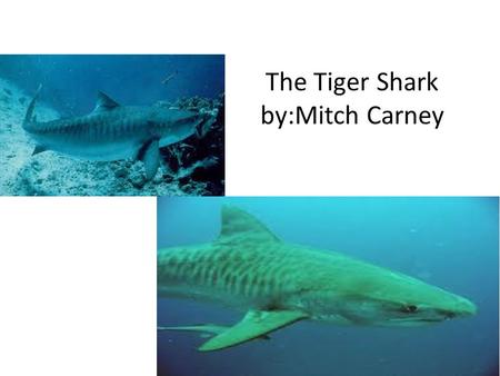 The Tiger Shark by:Mitch Carney. Appearance Tiger sharks are named for the dark stripes that young tiger sharks have Strips disappear over time can grow.
