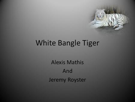 White Bangle Tiger Alexis Mathis And Jeremy Royster.
