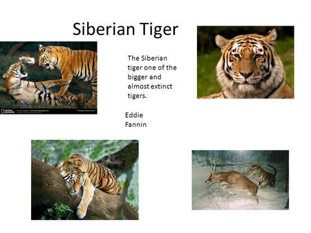 Siberian Tiger The Siberian tiger one of the bigger and almost extinct tigers. Eddie Fannin.