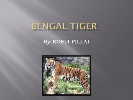 By: ROHIT PILLAI  My animal is The Bengal Tiger.