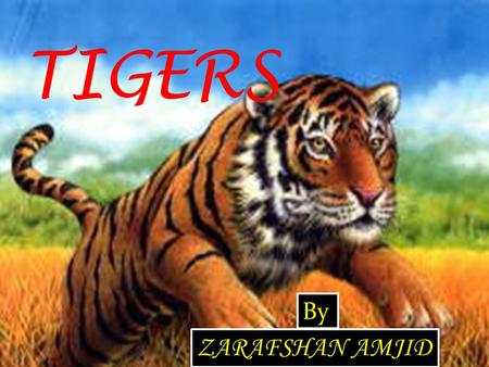 TIGERS By ZARAFSHAN AMJID. Contents Introduction---------------------------------- 02 What is Tiger? ---------------------------------- 03 Kind of tigers.----------------------------------