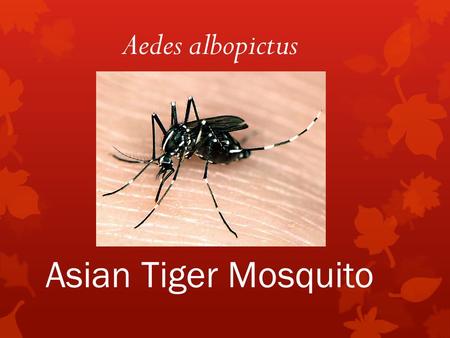 Asian Tiger Mosquito Aedes albopictus.  Native to South-East Asia  Arrived in U.S. in 1985.