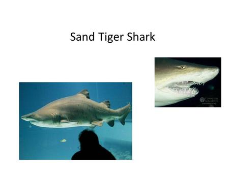 Sand Tiger Shark. Sand Tigers Interaction with Humans People associate the sand tigers with having a vicious demeanor because their teeth protrude from.