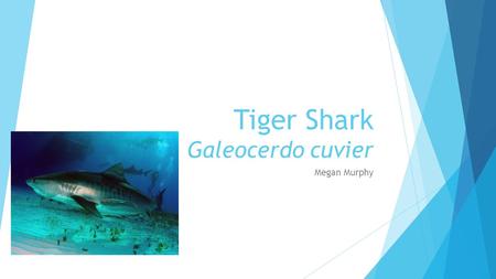 Tiger Shark Galeocerdo cuvier Megan Murphy. Order Carcharhiniformes - Ground Sharks  Most dominant group of sharks ~200 described species  Anal fin.