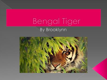 The scientific name for the Bengal Tiger is Panther Tigress. The Bengal Tiger is a mammal. The Bengal Tiger lives in South China, Sumatran and Siberian.