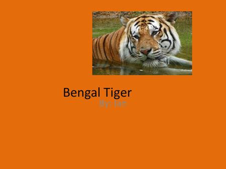 Bengal Tiger By: Ian. Classification and Description Males weigh 488 lb.- females 308 lb. Mammal Panthera tigress Albina white tigers- blue eyes orange.