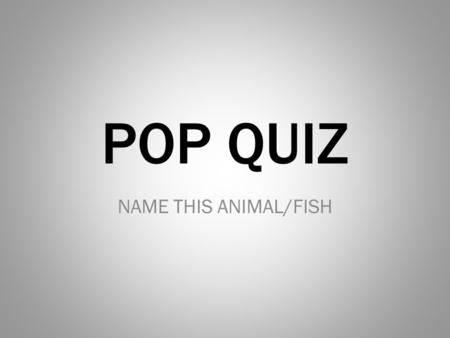 POP QUIZ NAME THIS ANIMAL/FISH.