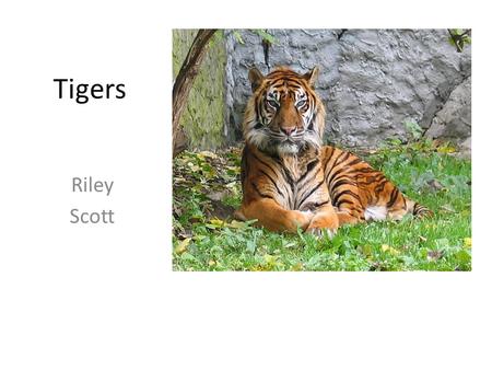 Tigers Riley Scott. Animal defenses Tigers use their front and back claws. Tigers use their sharp teeth to kill an animal. Tigers use their camouflage.