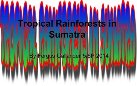 Tropical Rainforests in Sumatra By Fergus Callander 5/6P 2014.