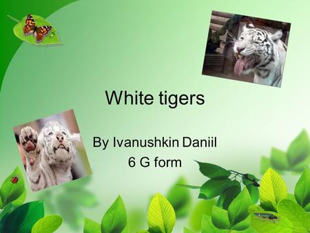 White tigers By Ivanushkin Daniil 6 G form. The white tigers live in India, in Butan, in Nepal. There aren’t many white tigers in the world. They need.