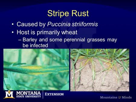 Stripe Rust Caused by Puccinia striiformis Host is primarily wheat –Barley and some perennial grasses may be infected.