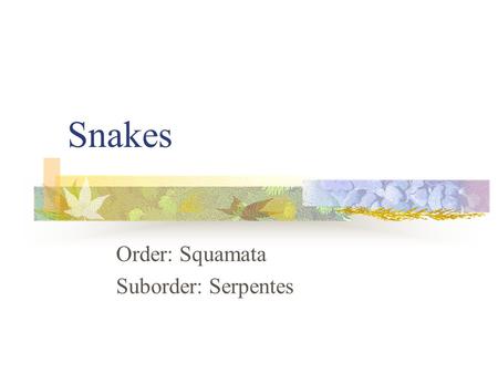 Snakes Order: Squamata Suborder: Serpentes. Keeled and Divided Anal Northern Brownsnake Northern Red-bellied Snake Black Ratsnake * Common Watersnake.