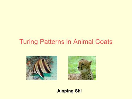 Turing Patterns in Animal Coats Junping Shi. Alan Turing (1912-1954)  One of greatest scientists in 20 th century  Designer of Turing machine (a theoretical.