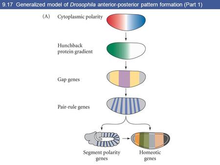 9.17 Generalized model of Drosophila anterior-posterior pattern formation (Part 1)