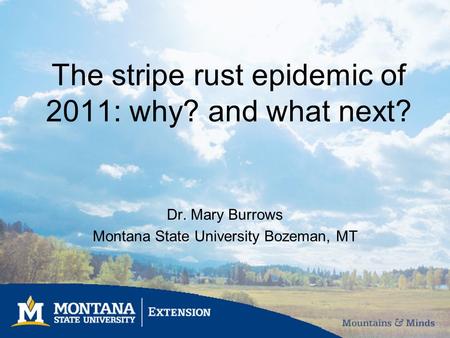 The stripe rust epidemic of 2011: why? and what next? Dr. Mary Burrows Montana State University Bozeman, MT.