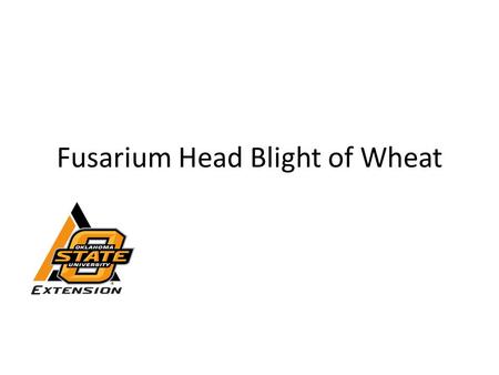 Fusarium Head Blight of Wheat. Fusarium Head Blight (FHB) Also called head scab Caused by the fungus Fusarium – Survives on grass crop residues Corn Grain.