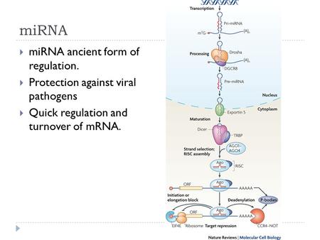 MiRNA  miRNA ancient form of regulation.  Protection against viral pathogens  Quick regulation and turnover of mRNA.