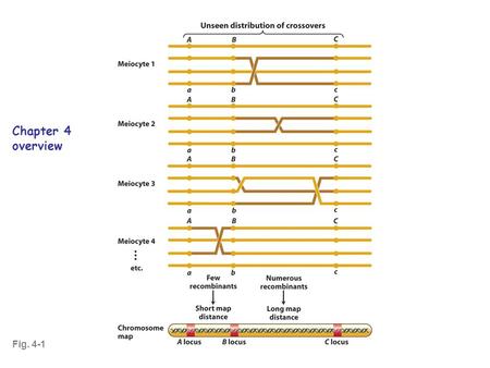 Fig. 4-1 Chapter 4 overview. Genetic recombination: mixing of genes during gametogenesis that produces gametes with combinations of genes that are different.