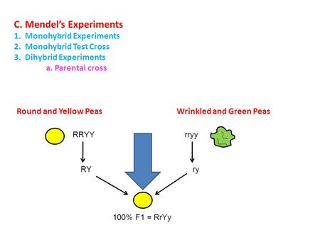 Round and Yellow Peas Wrinkled and Green Peas C. Mendel’s Experiments 1. Monohybrid Experiments 2. Monohybrid Test Cross 3. Dihybrid Experiments a. Parental.