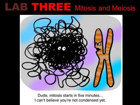 LAB THREE Mitosis and Meiosis. 3A.1 Observing Mitosis 3A.2 Time for Cell Replication 3B.1 Simulation of Meiosis 3B.2 Crossing Over During Meiosis LAB.