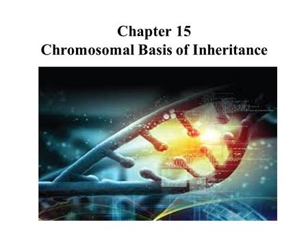 Chapter 15 Chromosomal Basis of Inheritance