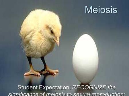 Meiosis What came first, the chicken or the Egg? We learned last semester that mitosis creates new identical cells but before we can have a chicken we.