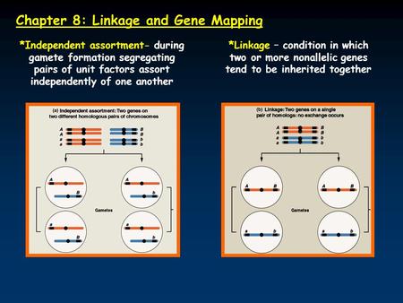 Chapter 8: Linkage and Gene Mapping *Independent assortment- during gamete formation segregating pairs of unit factors assort independently of one another.