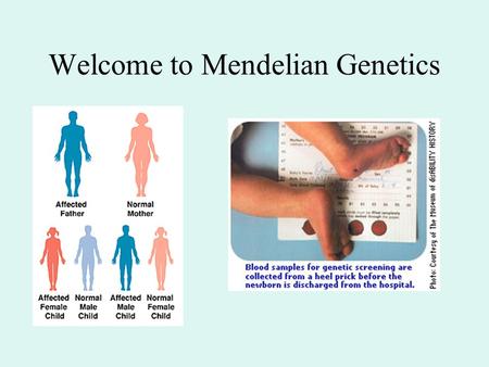 Welcome to Mendelian Genetics. Genotype Phenotype Activities of genes & gene products Environment & development Genotype = collection of genes (and alleles)