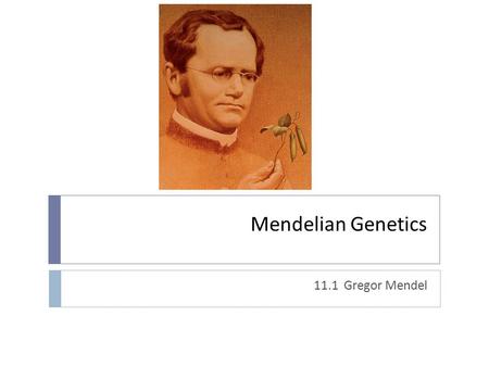 Mendelian Genetics 11.1 Gregor Mendel. Who was Gregor Mendel?  Austrian monk  Also “high school” science/math teacher  One of the first to use statistics.