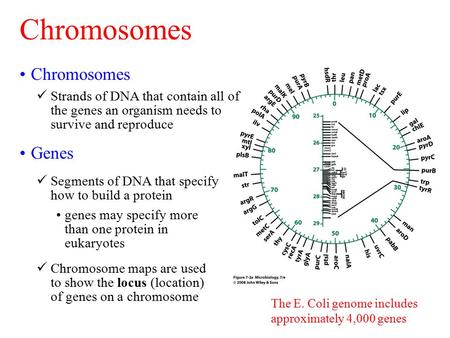 The E. Coli genome includes approximately 4,000 genes Chromosomes Strands of DNA that contain all of the genes an organism needs to survive and reproduce.
