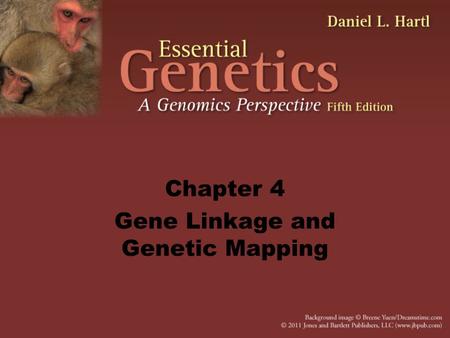 Chapter 4 Gene Linkage and Genetic Mapping. 2 Locus = physical location of a gene on a chromosome Homologous pairs of chromosomes often contain alternative.