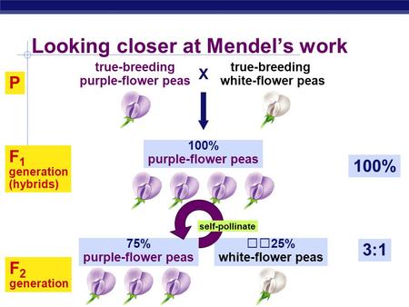 AP Biology F 2 generation 3:1 75% purple-flower peas 25% white-flower peas Looking closer at Mendel’s work P 100% F 1 generation (hybrids) 100% purple-flower.