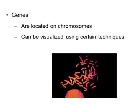 Genes Are located on chromosomes